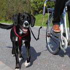 Велоспрингер для собак Trixie Biker-Set, черный